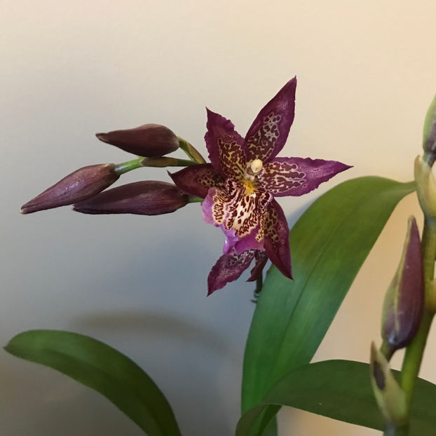  - Plante de interior 2019