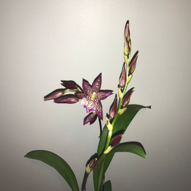  - Plante de interior 2019