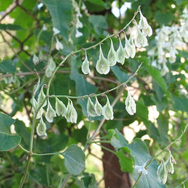 fallopia-aubertii - 2 - FALLOPIA AUBERTII