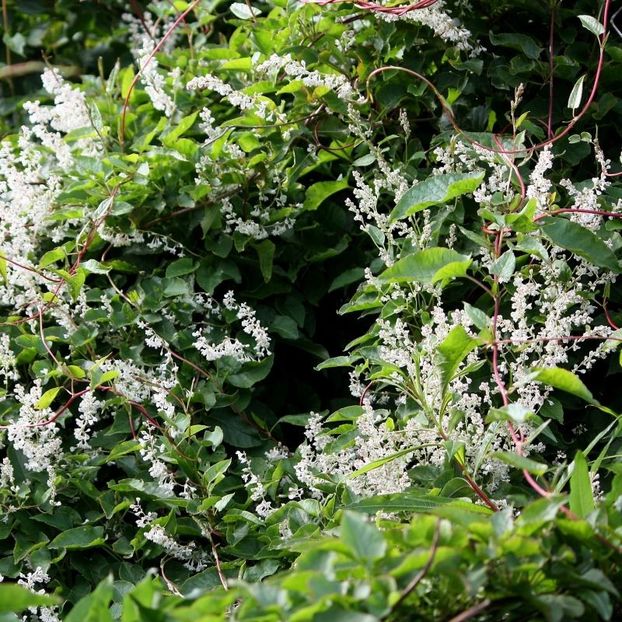 fallopia-aubertii 5 - FALLOPIA AUBERTII