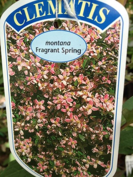 fragrant spring big - MONTANA GROUP Fragrant Spring