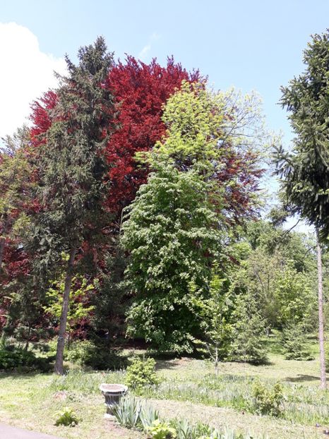 Arborele lalea - cernauti 2019