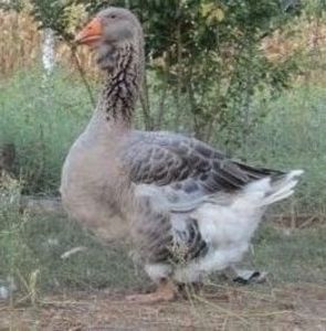 111330894_QFNPVVG3 - D GASTE TOULOUSE