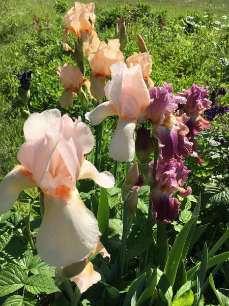 31DDE56E-0E18-473D-8594-947E5645DF64 - Iriși 2019 2024