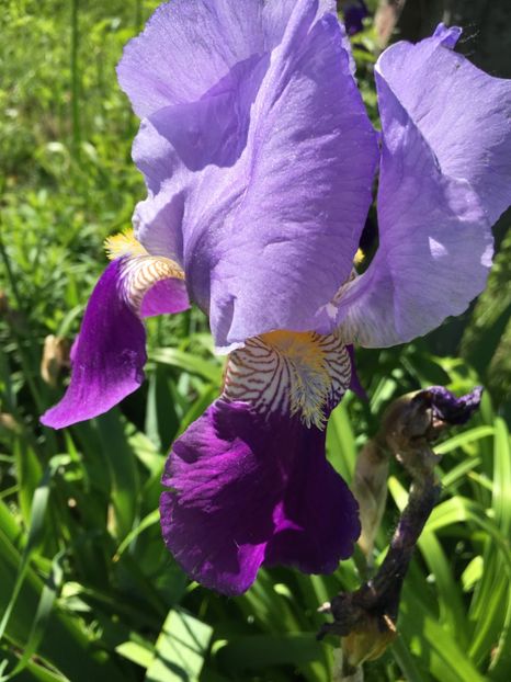 F5DAB190-390F-4D85-BBDD-48D62C306F95 - Iriși 2019 2024