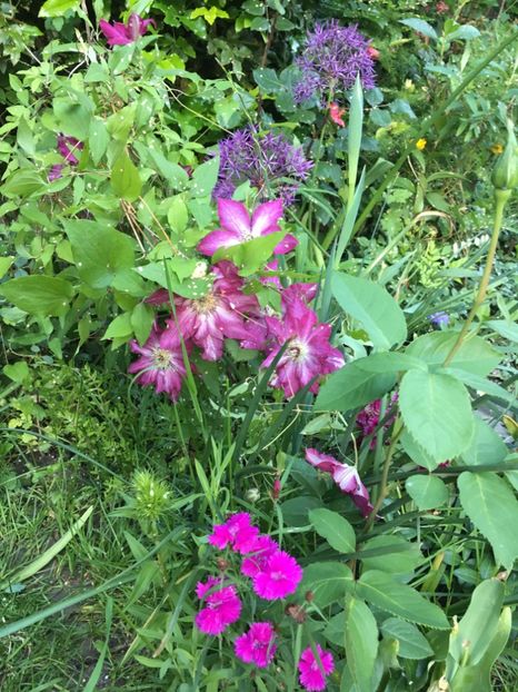 A54106FE-15D3-4B1E-854A-5BC31C75206B - Clematite 2019