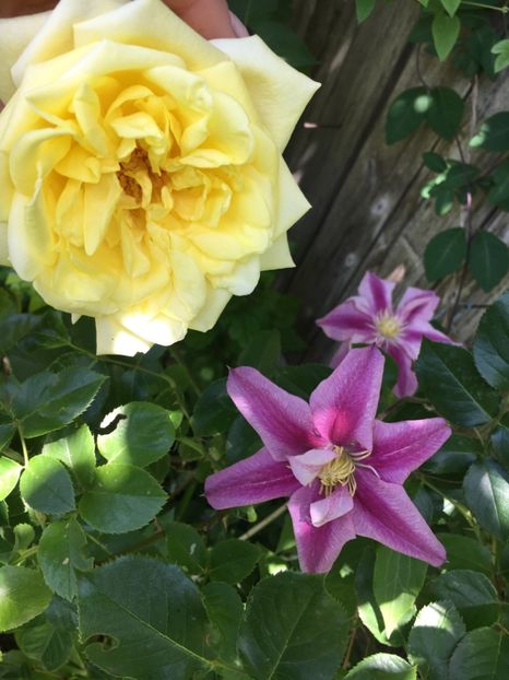 491F25FC-D1BD-4891-8793-008F8A33C41C - Clematite 2019