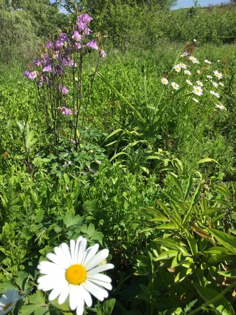 25F1E69F-0F07-434E-A36C-536D8103AE59 - Flori la balta 2019