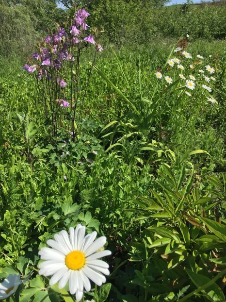 FDA320AC-DD4B-4C08-9149-4175875C81B6 - Flori la balta 2019