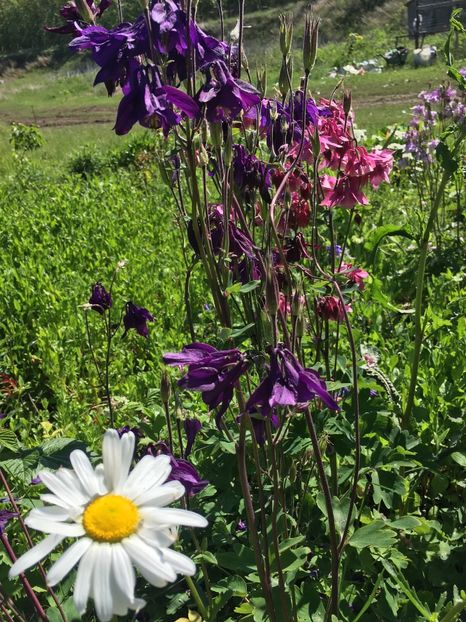 8B0E2B4F-51DE-441C-A2EC-EED5EFAB9C69 - Flori la balta 2019