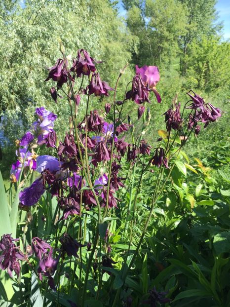 60A1AC5D-DCA1-4C80-B6A4-4D9B49398727 - Flori la balta 2019