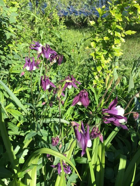 BE684C93-55C9-4601-804B-2768D4FC4131 - Flori la balta 2019