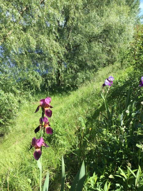 F77AB395-934A-46E1-8337-75611E411D37 - Flori la balta 2019