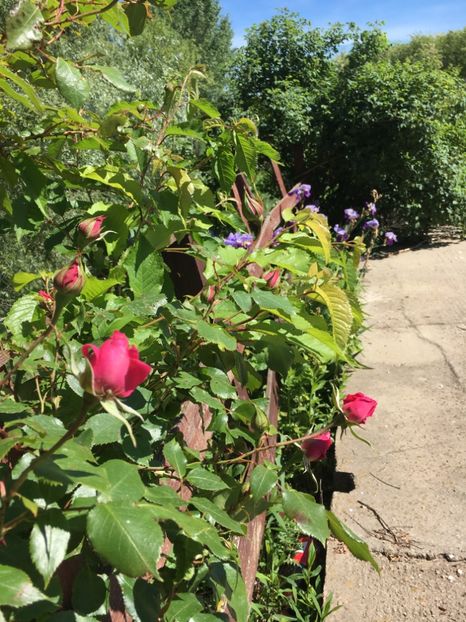 CDED02AA-A5B4-450D-A5C3-B76671E9D75C - Flori la balta 2019