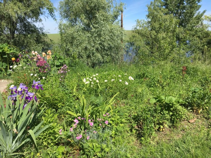 CEDB140B-76BE-4C55-B123-C31DA4CED621 - Flori la balta 2019