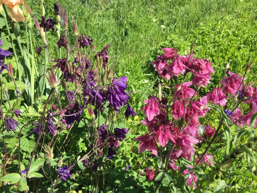 2C622568-C7DE-4510-973D-A2B47AB26299 - Caldaruse 2019