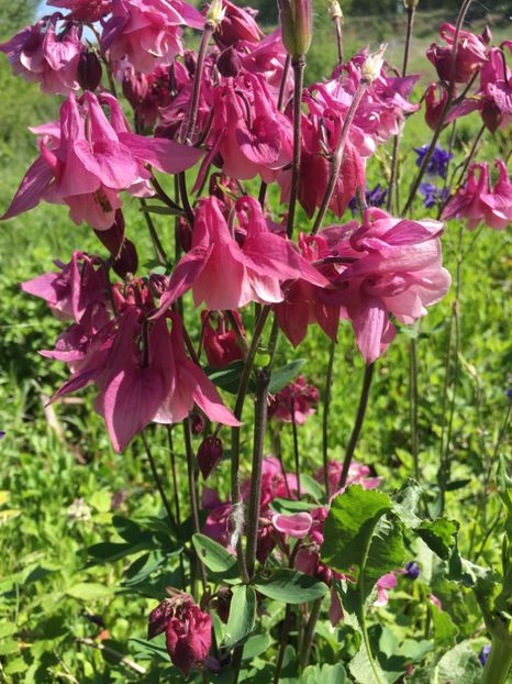 A663E171-6137-4114-AC48-BE50AF955F62 - Caldaruse 2019