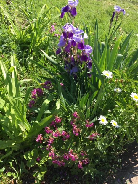 D4E1874B-9B84-4E2C-86A0-BB177F4FC9D9 - Iriși 2019 2024