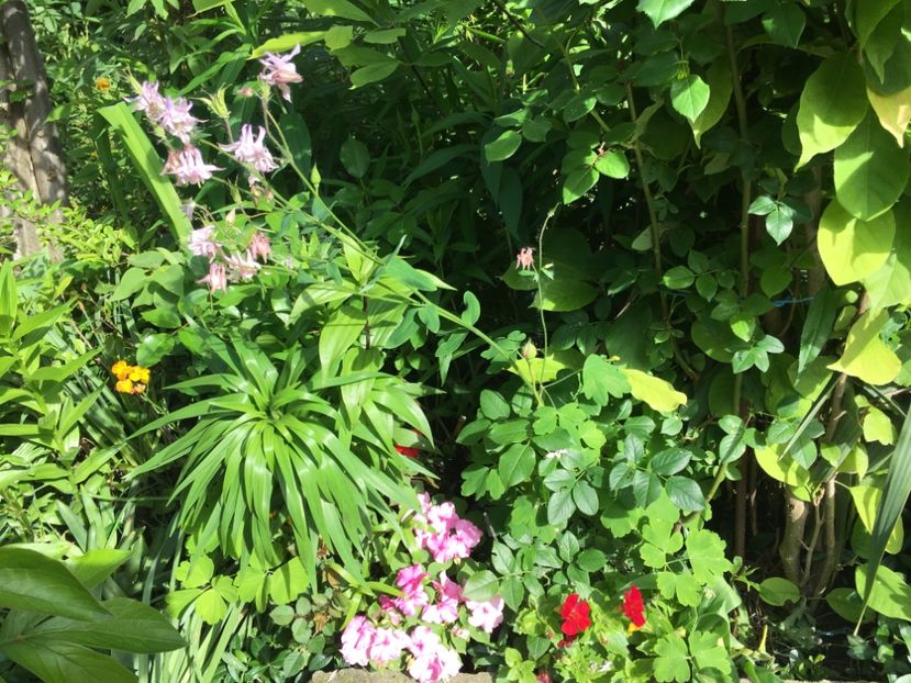 26E331CA-62E8-4C8E-967A-CCCD6F0D0124 - Mai 2019