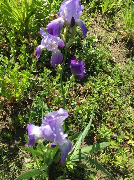 AD312248-8D0C-414E-8033-1668A5BCC440 - Iriși 2019 2024