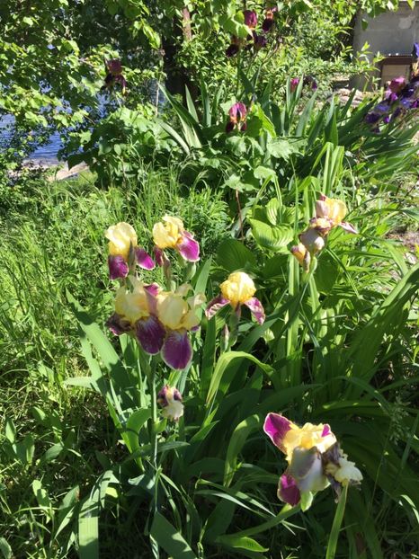 40969BB2-9CBF-4700-98ED-11958469D667 - Iriși 2019 2024