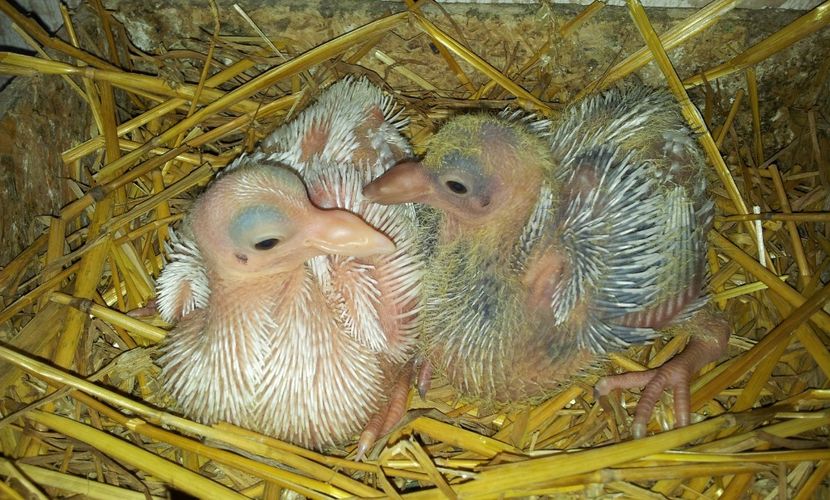 PERECHEA  1 M  - F  . - 04 PUI TEXANI 2019