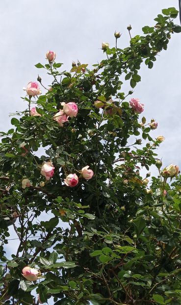 Mai 2019 - Eden Rose - Pierre De Ronsard