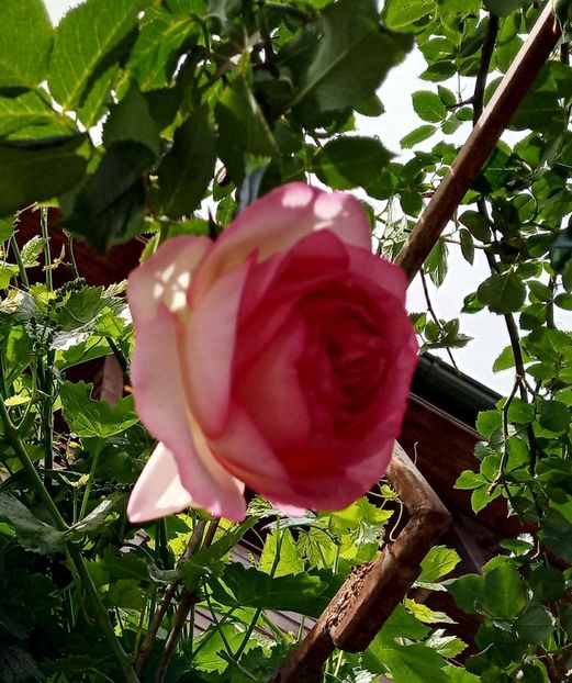 Mai 2019 - Eden Rose - Pierre De Ronsard