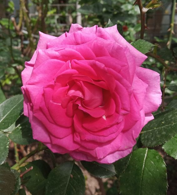 Mai 2019 - Claire Marshall