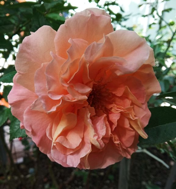 Mai 2019 - Augusta Louise