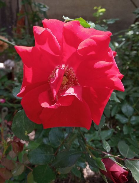 Mai 2019 - Roter Korsar