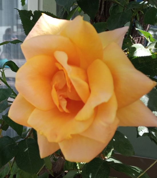 Mai 2019 - Remy Martin