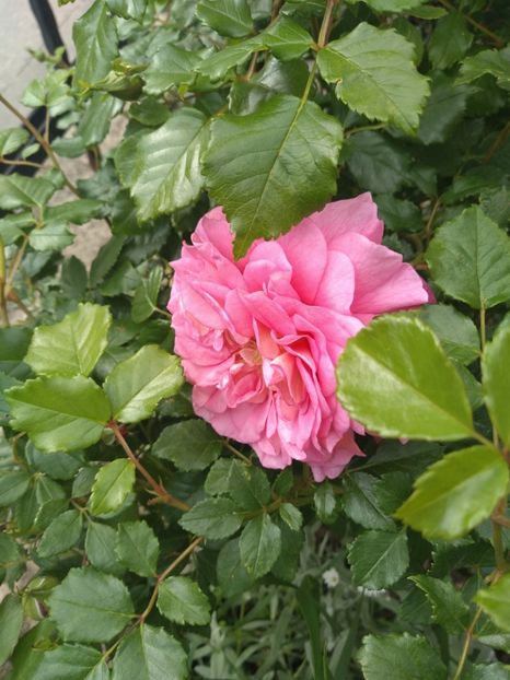  - Gradina mai 2019