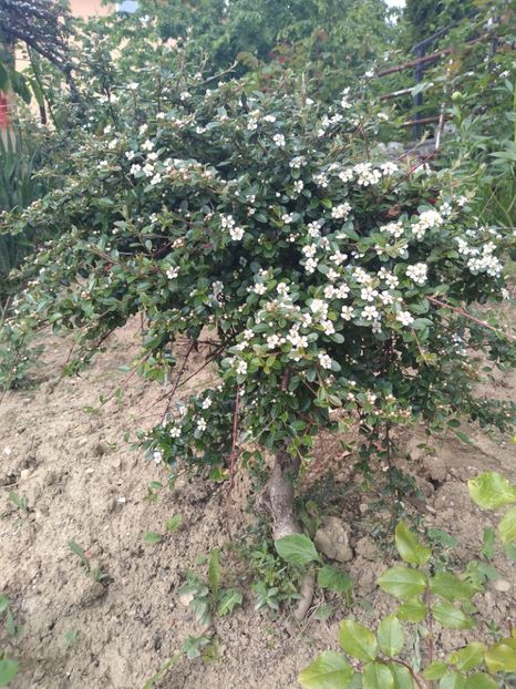  - Gradina mai 2019