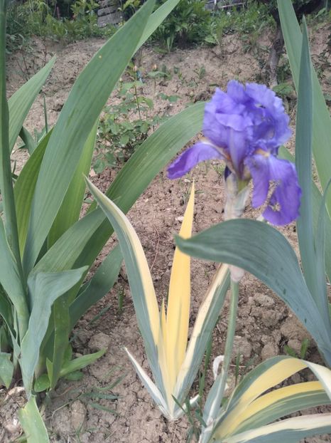  - Gradina mai 2019