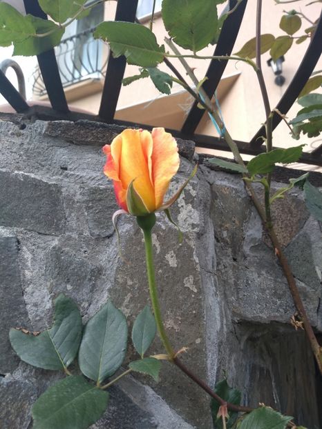  - Gradina mai 2019