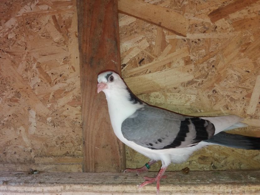 6885  mascul  2019 - Plecați ALBUM 2