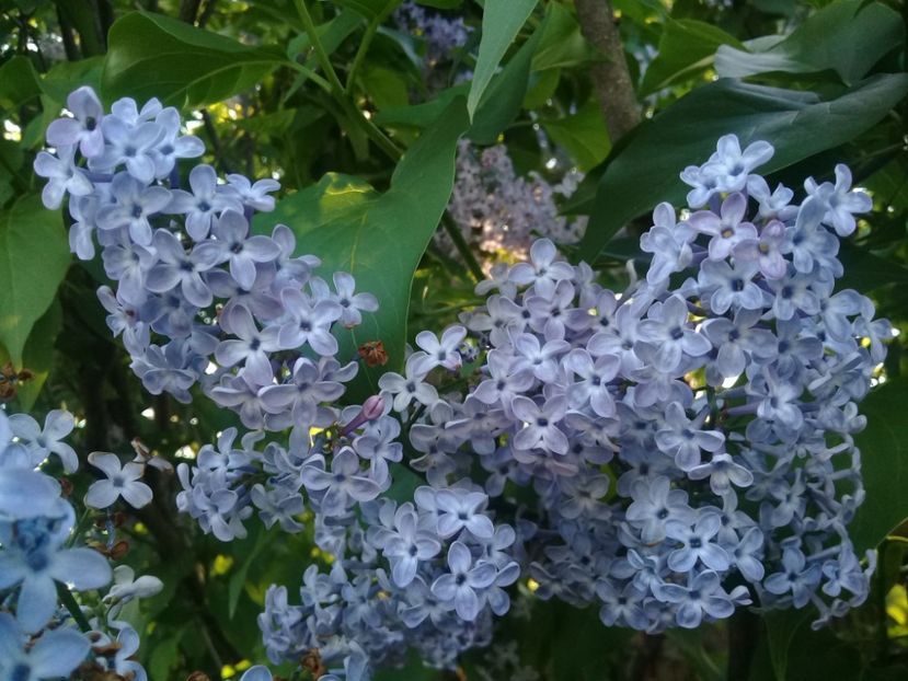 20190513_190256(0) (1) - Primavara 2019