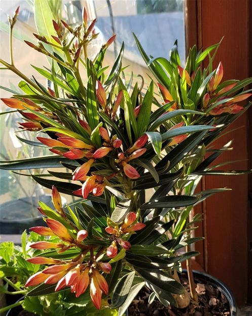  - x Alte plante cu flori