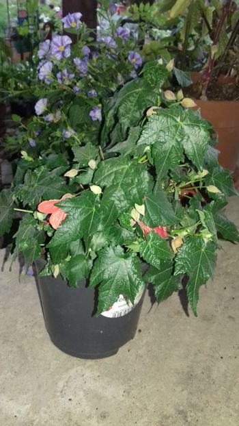 Albutilon - provizoriu