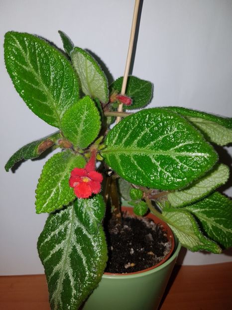  - EPISCIA