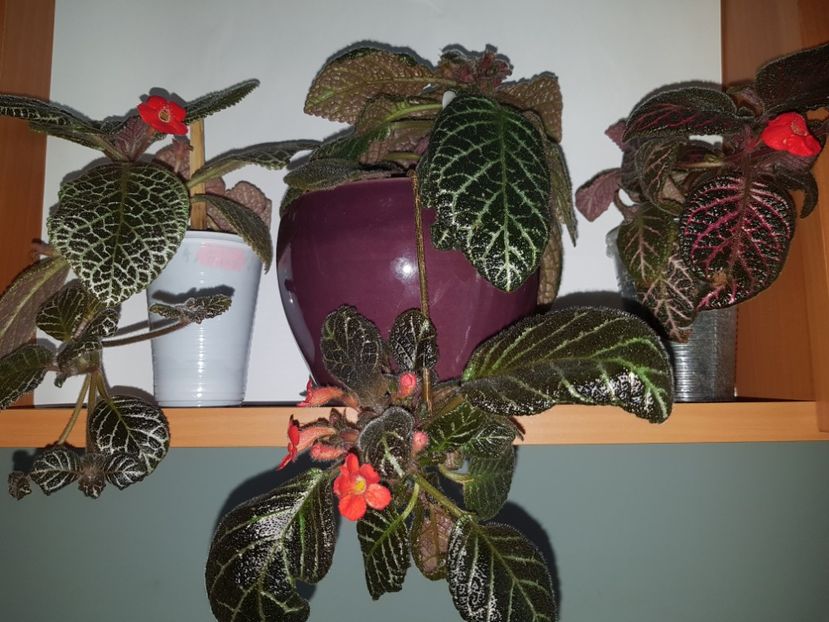  - EPISCIA