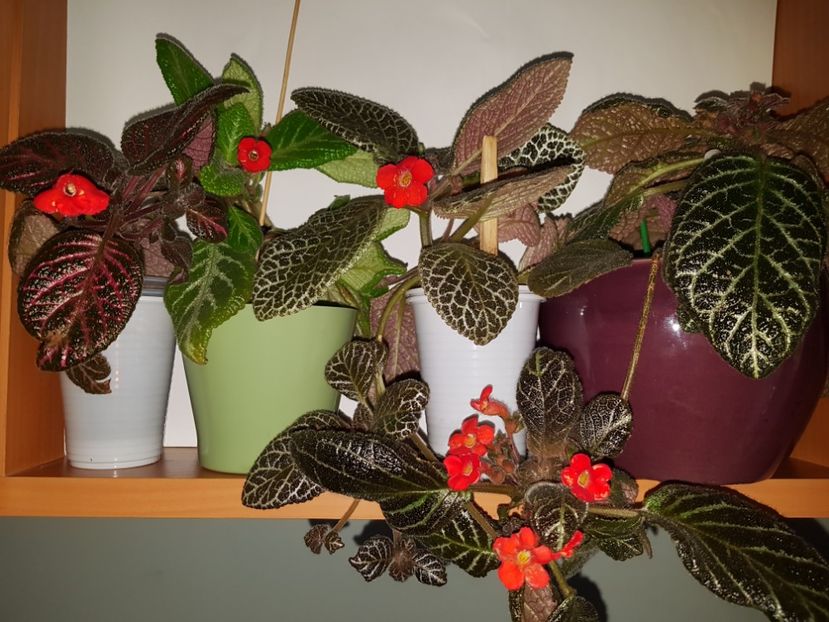  - EPISCIA