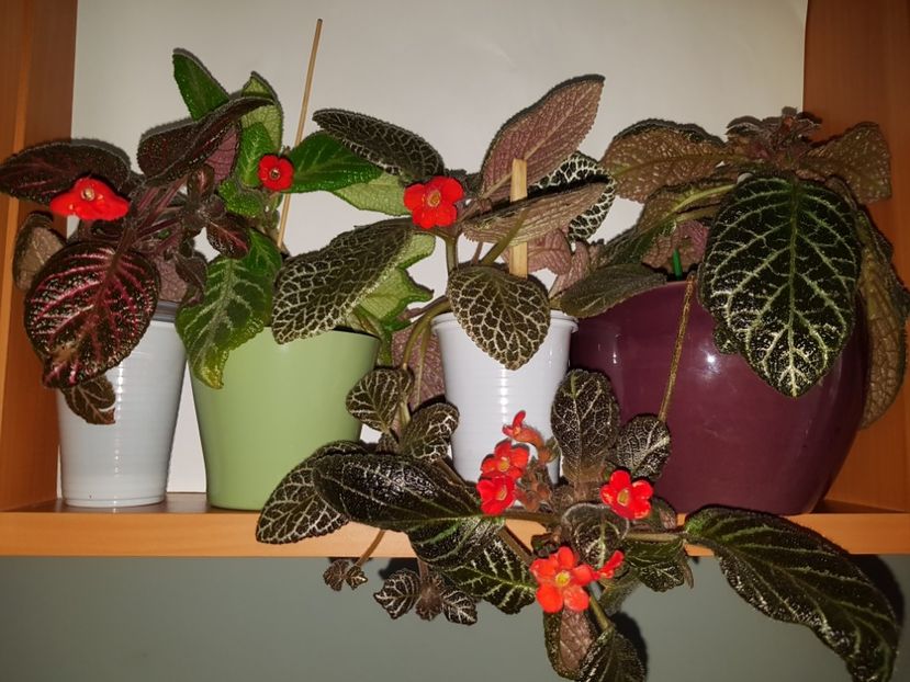  - EPISCIA