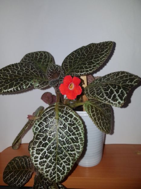  - EPISCIA