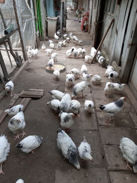  - Sussex și playmout tineret 2019