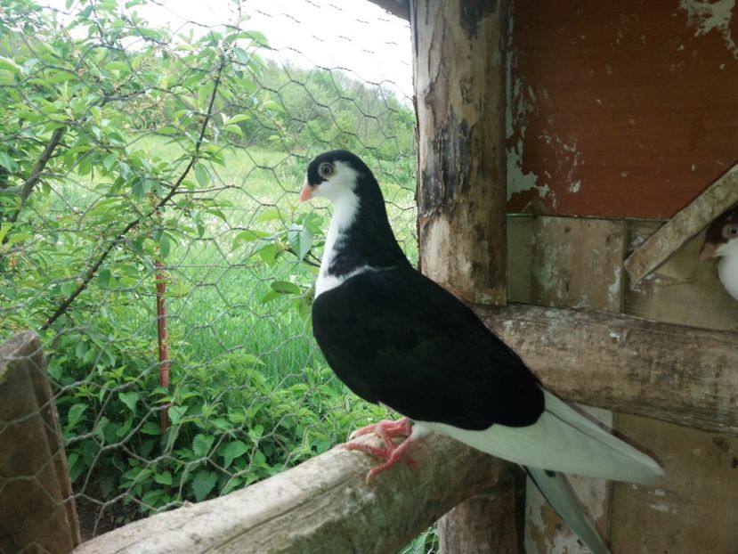 6813  mascul  2019 - Plecați ALBUM 2