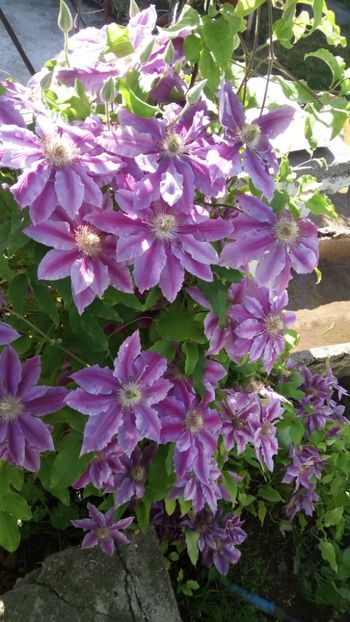 Dr Rupel - Primăvara 2019