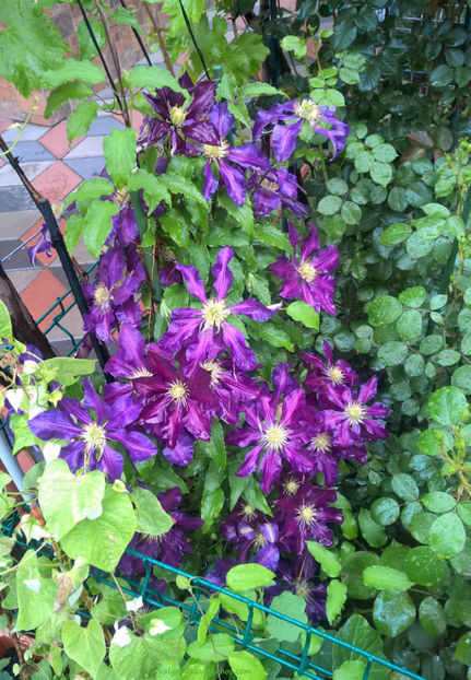 valynedelcu@yahoo.com Clematis 0016 - Clematis Julka