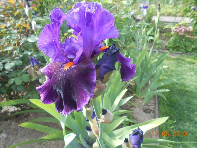 Local Color - 2Irisi 2019